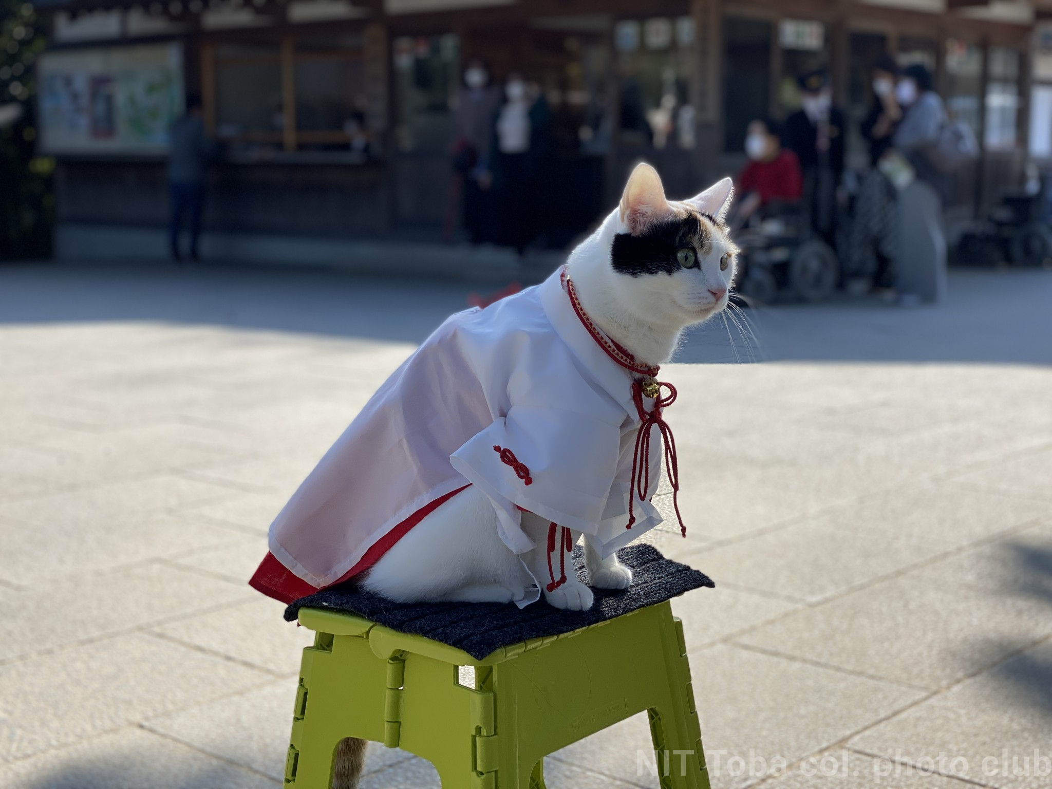 ねこ